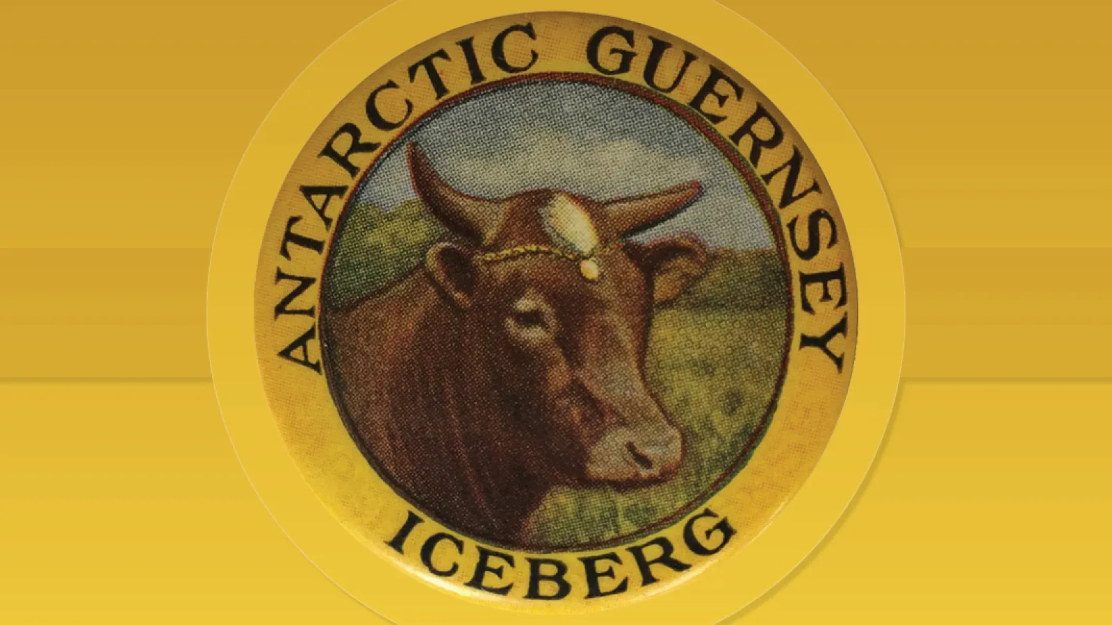 Drawing of a cow with the text "Antarctica Guernsey Iceberg"
