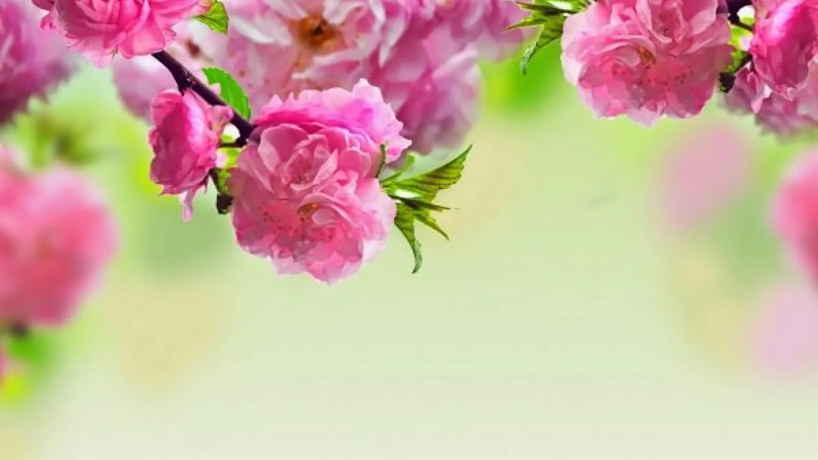 Pink flowers on tree branches