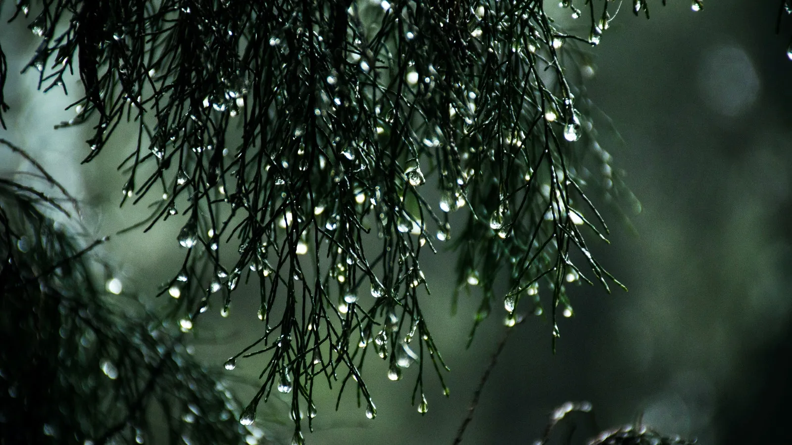 Rain drops on pine like leaves