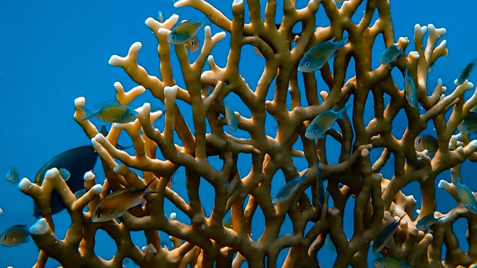 Coral and fish under water
