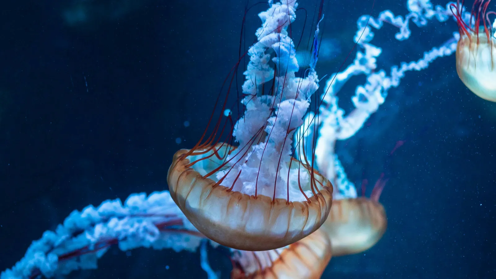 UnderwaterJellyfish.