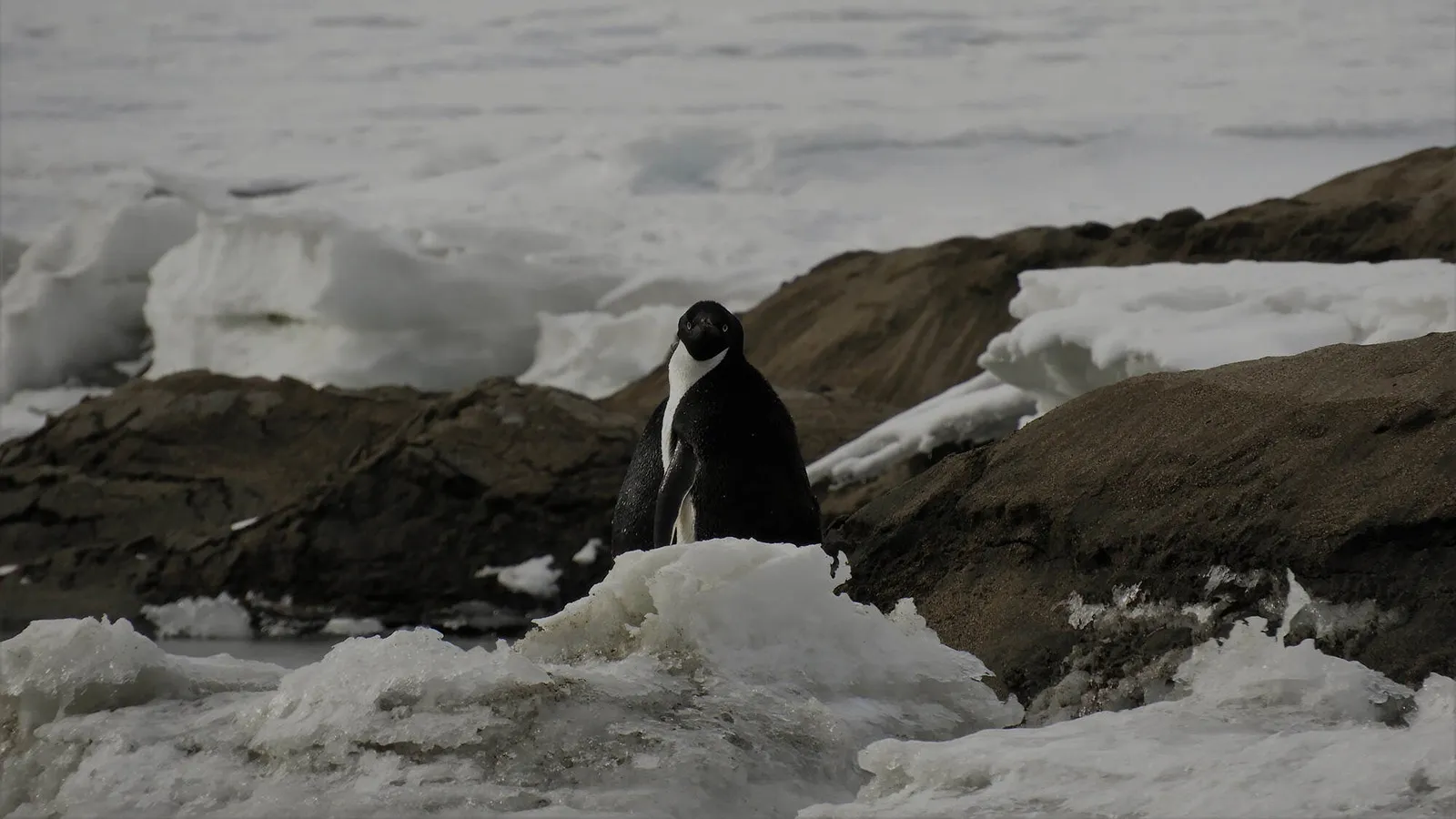 Antarctic Landscape with Penguin in the background 
