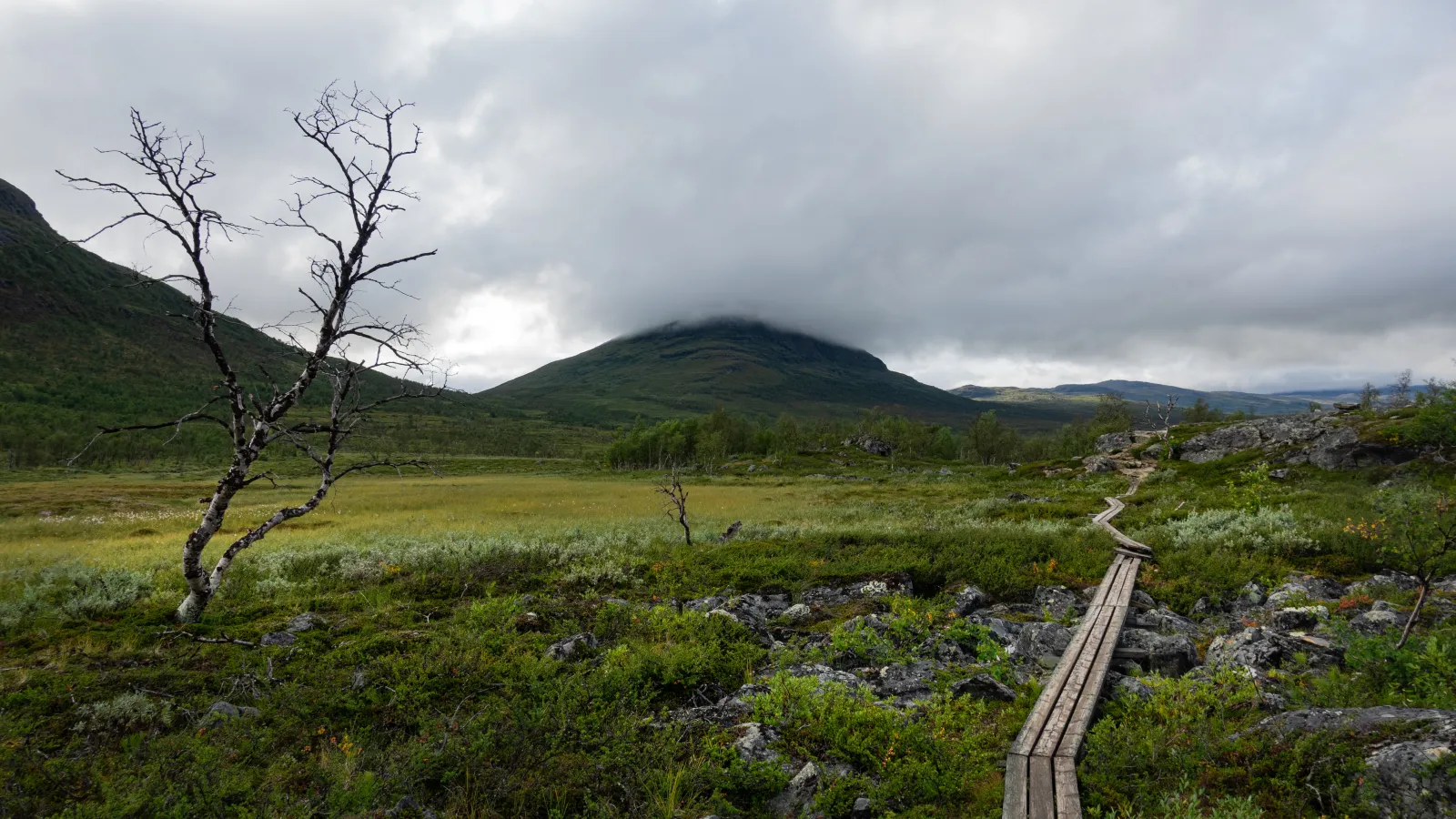 Panoramic view of a wooden boardwalk meandering through a lush, rocky landscape in Lapland, with a solitary leafless tree on the left and misty mountains in the background.
