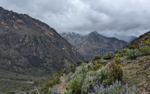 Scenery of mountains and valley with trees and flowering shrubs