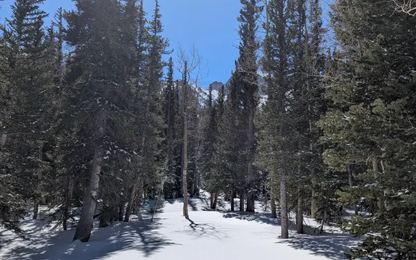 A sunlit snowy landscape flanked by tall evergreens under a clear blue sky, with a jet trail visible above.